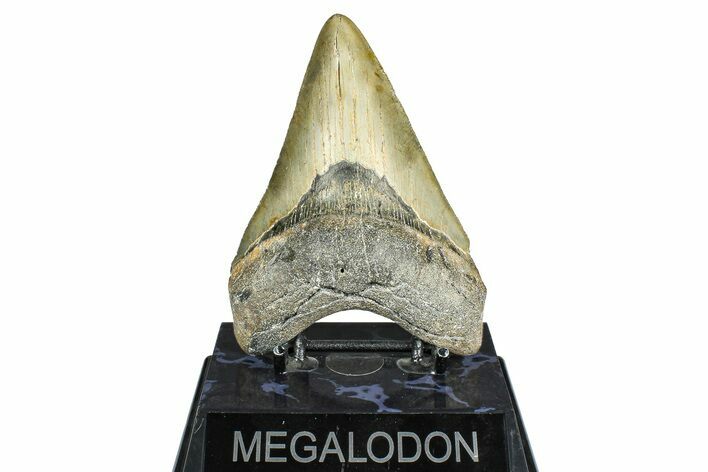 Fossil Megalodon Tooth - North Carolina #371659